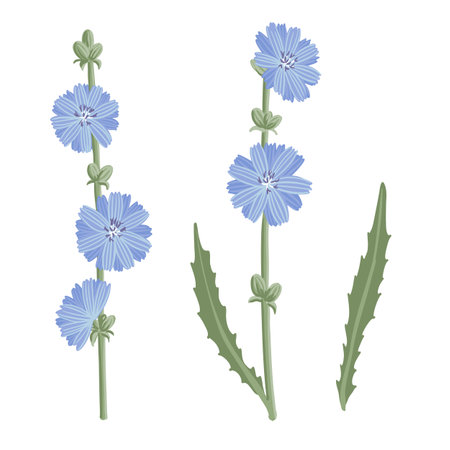 vector drawing wild flowers , chicoryのイラスト素材