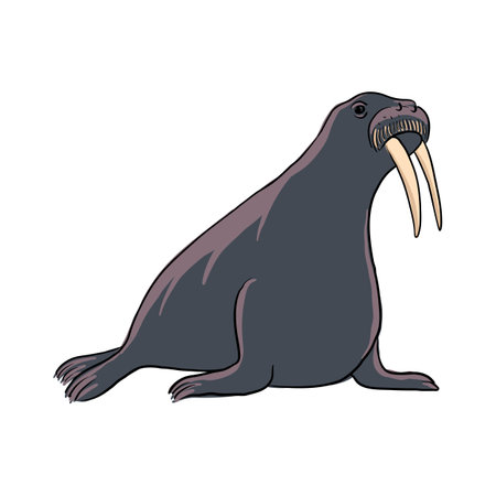 vector drawing animal, walrusのイラスト素材