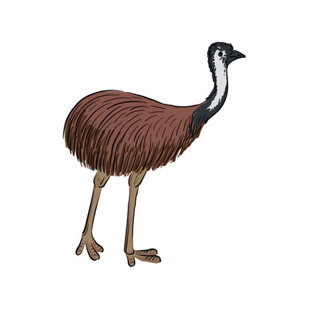vector drawing animal, emuのイラスト素材