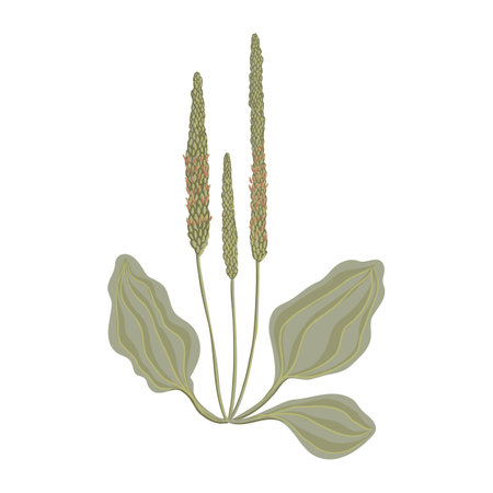 vector drawing wild plant, broadleaf plantainのイラスト素材