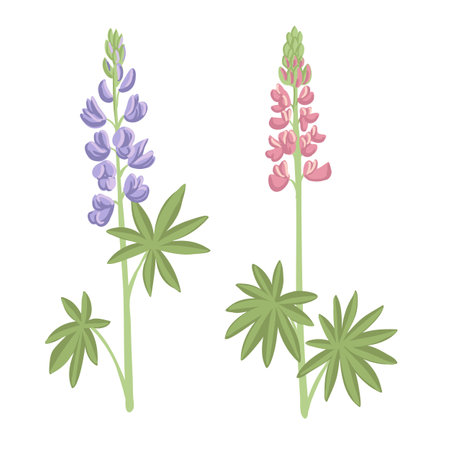 vector drawing wild flowers , lupinのイラスト素材