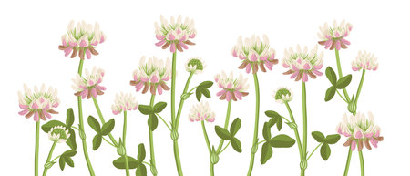 vector drawing wild flowers , alsike cloverのイラスト素材
