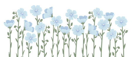 vector drawing wild flowers , linumのイラスト素材