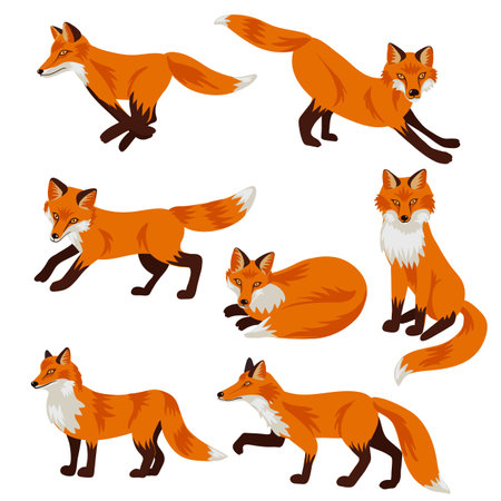 vector drawing animals, foxesのイラスト素材