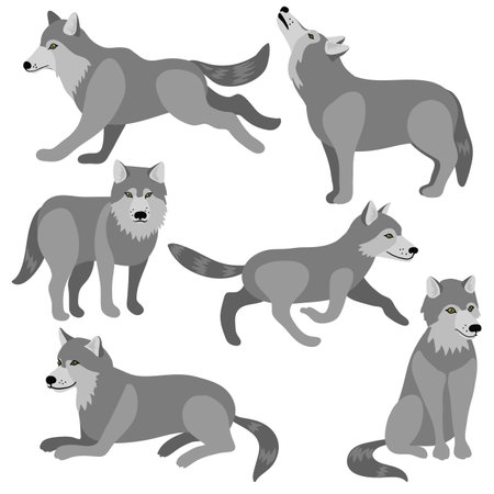 vector drawing animals, wolvesのイラスト素材