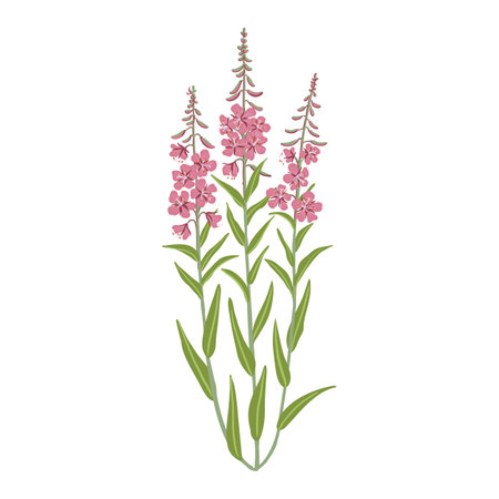 vector drawing wild flowers , willowherbのイラスト素材