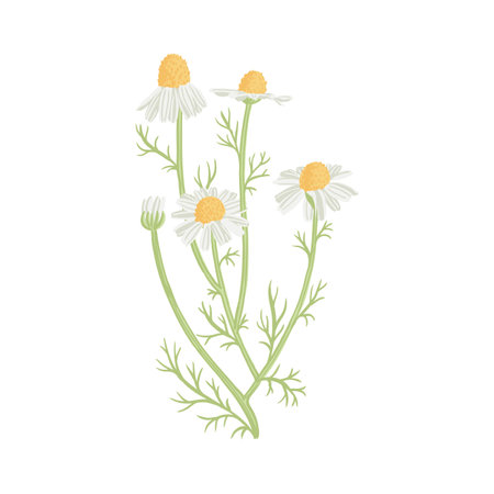 vector drawing wild flowers, wild camomileのイラスト素材