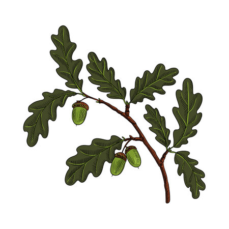 vector drawing branch of oakのイラスト素材