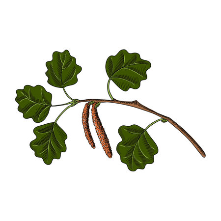 vector drawing branch of aspenのイラスト素材