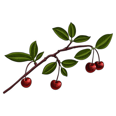 vector drawing branch of cherryのイラスト素材