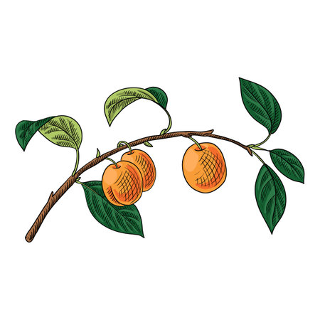 vector drawing branch of apricotのイラスト素材