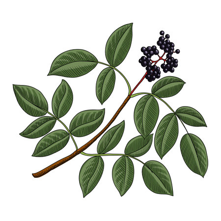 vector drawing branch of black elderのイラスト素材
