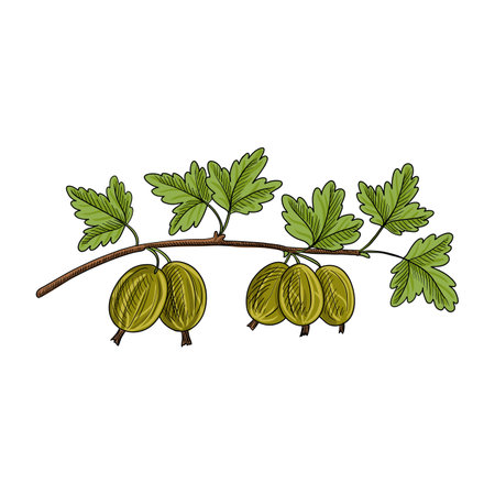vector drawing branch of gooseberryのイラスト素材