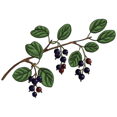 vector drawing branch of shadbushのイラスト素材