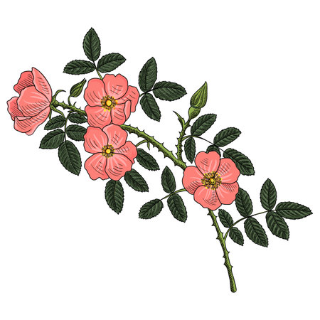 vector drawing branch of wild roseのイラスト素材