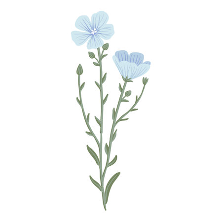 vector drawing wild flowers , linumのイラスト素材