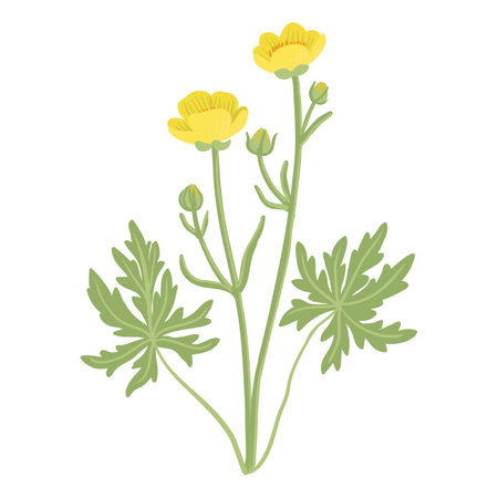 vector drawing wild flowers , yellow buttercupsのイラスト素材