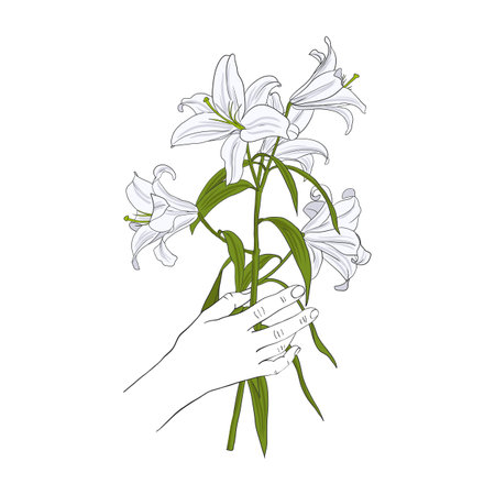 vector drawing hand with flower of white lilyのイラスト素材