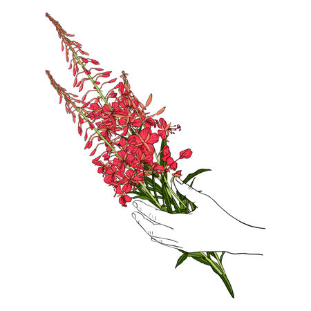 vector drawing hand with wild flowers , willowherbのイラスト素材