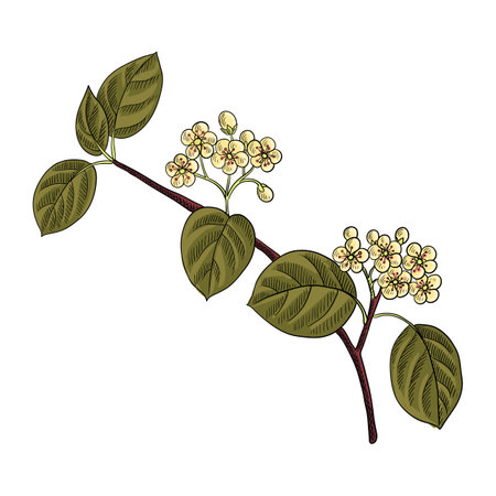 vector drawing branch of black chokeberryのイラスト素材