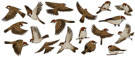 vector drawing bird, sparrowのイラスト素材