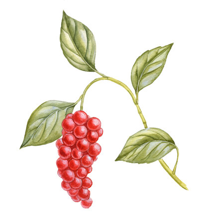 watercolor drawing Chinese magnolia-vineの写真素材