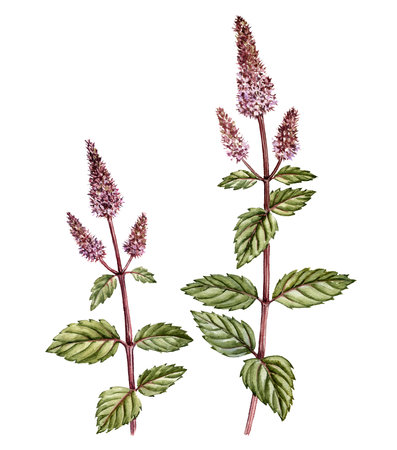 watercolor drawing mint plants with flowers and green leavesの写真素材