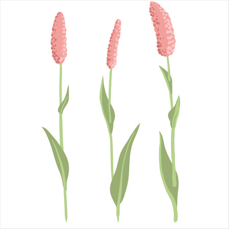 vector drawing wild flowers , Bistortのイラスト素材