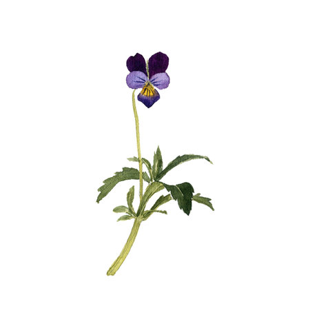 watercolor drawing wild flower of wild pansyの写真素材