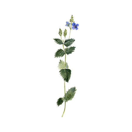 watercolor drawing wild flower of germander speedwellの写真素材