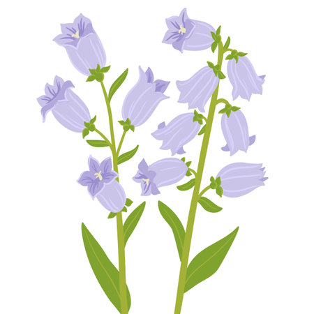 vector drawing garden flowers,campanula championのイラスト素材
