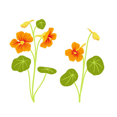 vector drawing garden flowers, nasturtiumのイラスト素材