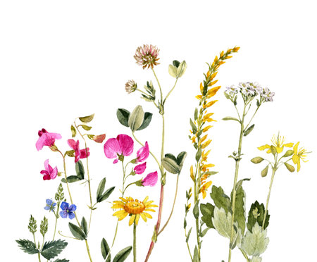 watercolor drawing wild flowers and plantsの写真素材