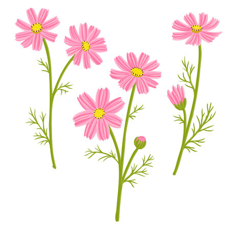 vector drawing garden flowers, cosmosのイラスト素材