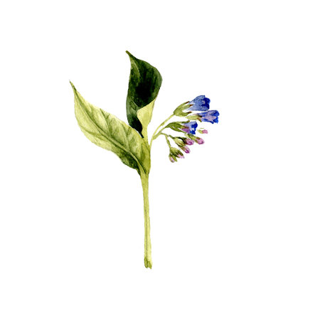 watercolor drawing wild flower of comfreyの写真素材