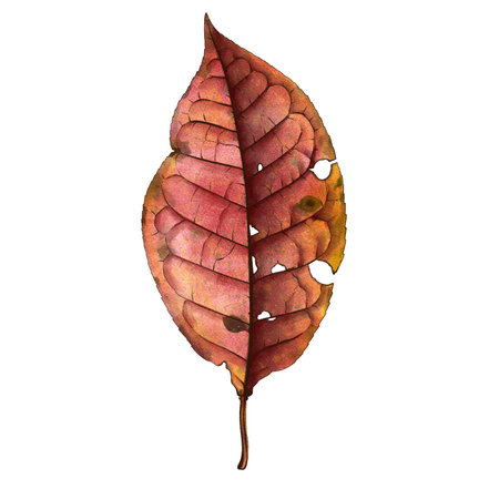 watercolor drawing autumn leafの写真素材