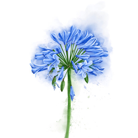 watercolor drawing flowers of lily of the Nileの写真素材