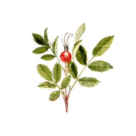 watercolor drawing branch of prickly wild roseの写真素材