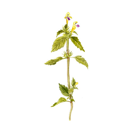 watercolor drawing wild flower of Edmonton hempnettleの写真素材