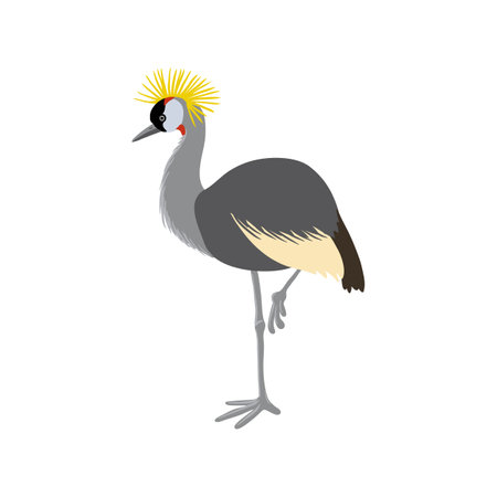 vector drawing bird, black crowned craneのイラスト素材