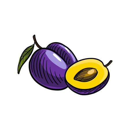vector drawing plums at white backgroundのイラスト素材