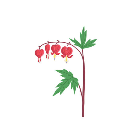 vector drawing garden flower, dicentraのイラスト素材