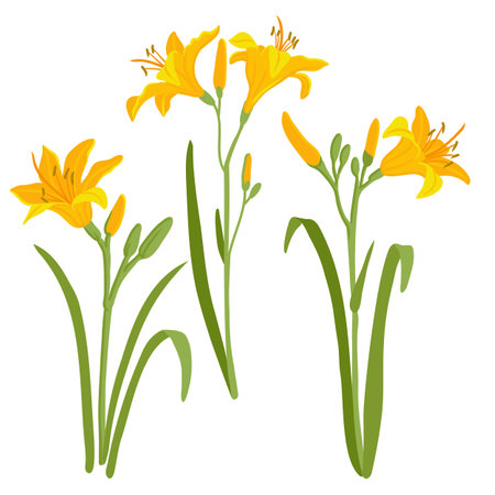 vector drawing garden flowers, yellow daylilyのイラスト素材