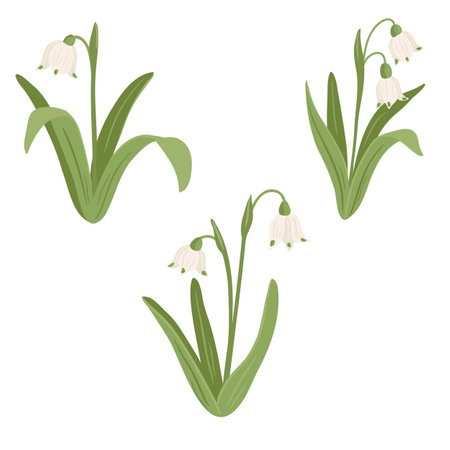 vector drawing wild flowers, spring snowflakeのイラスト素材