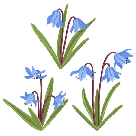 vector drawing wild flowers, squillsのイラスト素材