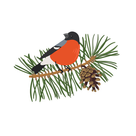 vector drawing pine branch and bullfinchのイラスト素材