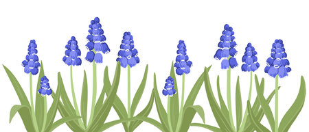 vector drawing wild flowers,grape hyacinthのイラスト素材