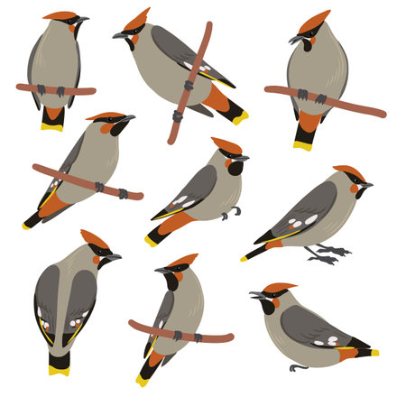 vector drawing Bohemian waxwing birdsのイラスト素材