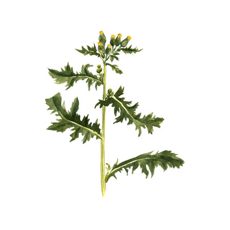 watercolor drawing flower of groundselの写真素材