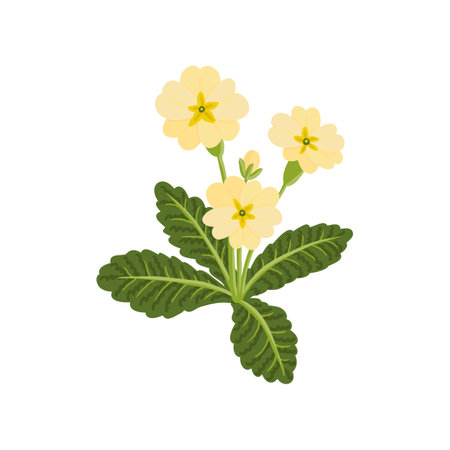 vector drawing wild flower, primulaのイラスト素材